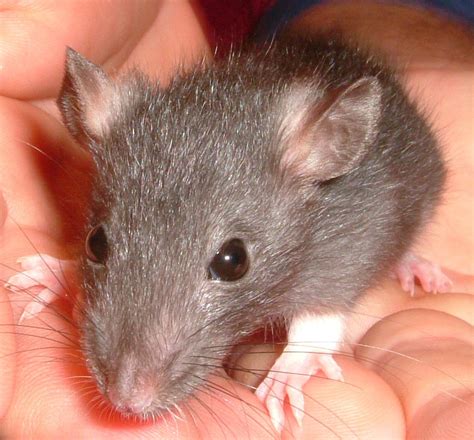 Baby Rat
