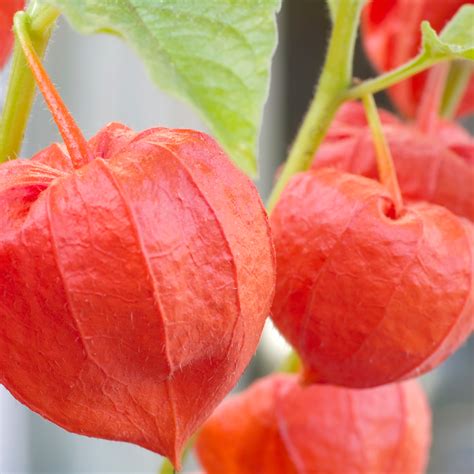 Chinese Lantern Plant-Flower Seeds available in Pakistan