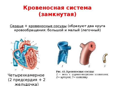 Презентация по анатомии человека "Транспортные системы организма"
