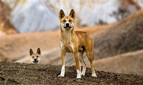 habitat advocate blog archive dingo australias ancient apex