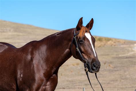 Beautiful ASH Mare for sale | Classifieds | Horses | Adelong NSW