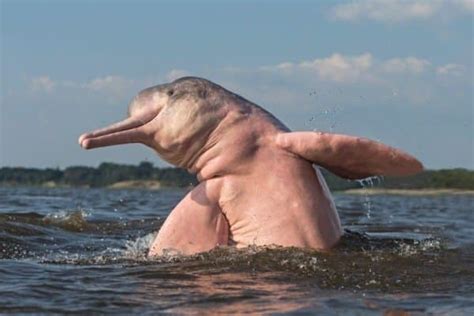 Amazon River Dolphin (Pink Dolphin) Animal Facts - Inia geoffrensis - A ...