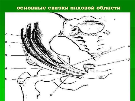 Из грыж наибольший интерес для врача представляет паховая