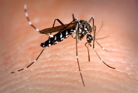 Biquíni Língua De Mosquito - LIBRAIN
