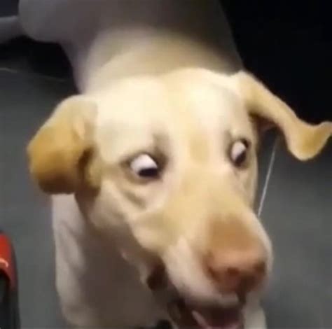 Surprised dog template : r/MemeTemplatesOfficial