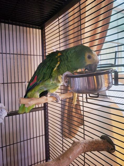Too skinny? Info in comments : r/parrots