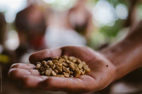 "Handful Of Coffee Beans In Peru" by Stocksy Contributor "Adrian Seah ...
