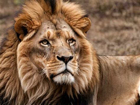 Congo Lion Stock Photos, Images and Backgrounds for Free Download