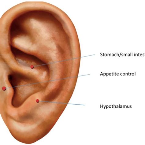 Location of ear acupuncture points | Download Scientific Diagram