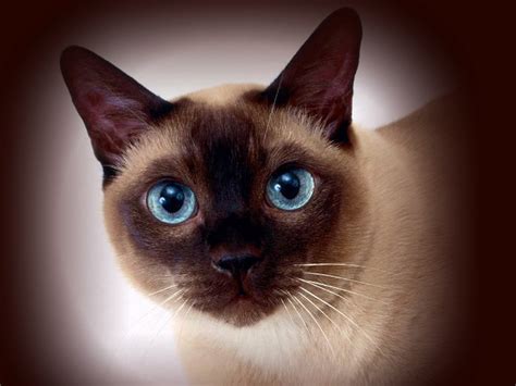 Кото-арт: картинки, рисунки, графика, фото кошек - art cats-2