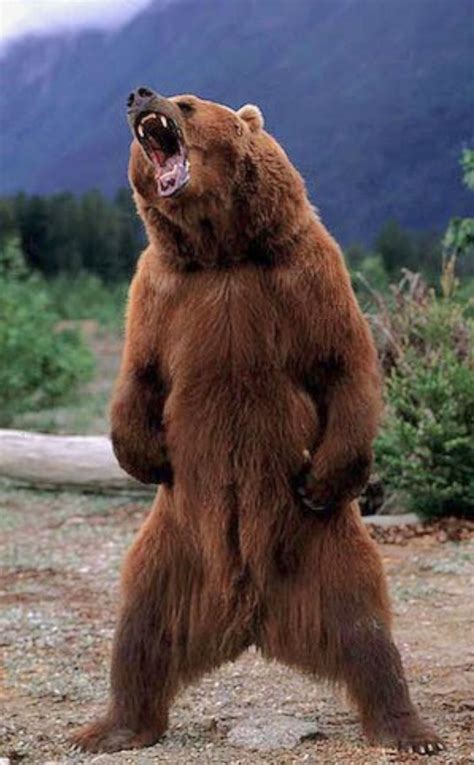 Kodiak bear (Ursus arctos middendorffi) threat display. Standing fully ...