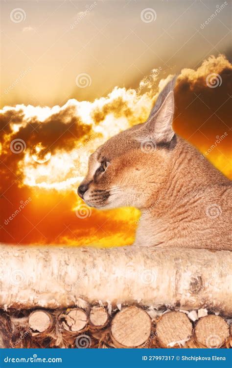 Steppe lynx stock image. Image of caracal, mouth, lynx - 27997317