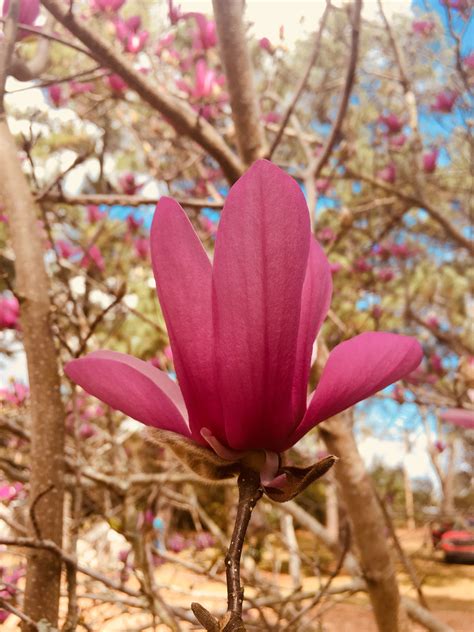 Purple Magnolia | Heart pictures, Taking pictures, Picture