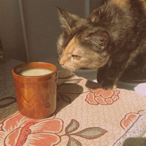 Утренний котик
