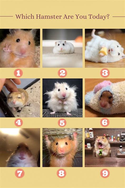 how do you hamster breathing fast naturally 3
