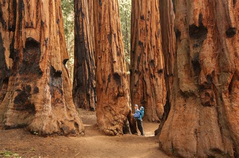 Redwood National and State Parks (with Map, Images and Things to do)