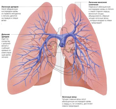 анатомия легких | Sketches, Biology, Anatomy