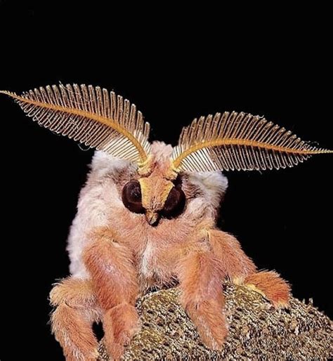 The Poodle Moth!
