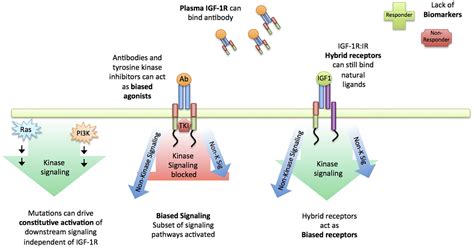 Frontiers | Targeting the IGF-1R: The Tale of the Tortoise and the Hare