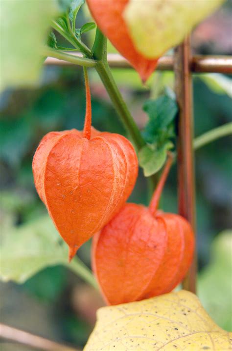 Discovering the Chinese Lantern Plant Australia: Care Tips and Growing