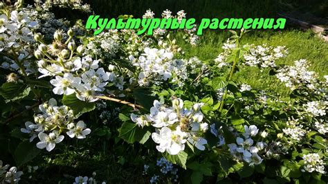 Культурные растения - YouTube