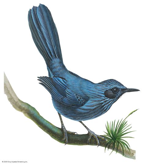 drawing of a mockingbird 7