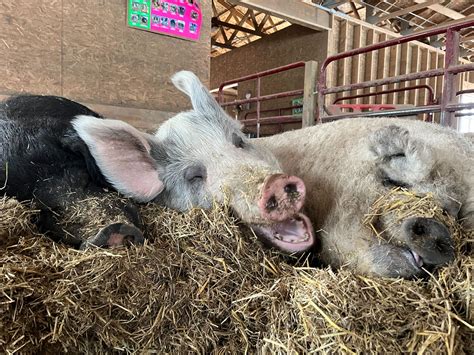 Ohio Wild Pigs at Wendell Blakely blog