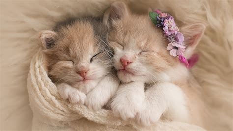 Two Beautiful Kittens Are Sleeping Covered With White Towel 4K HD ...