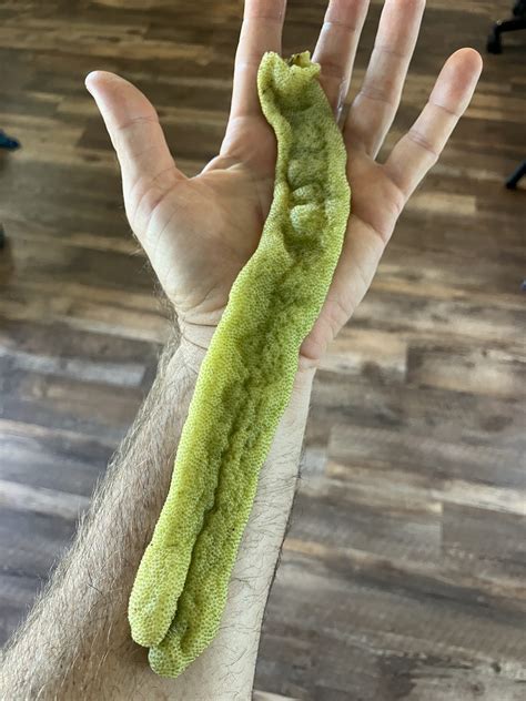 Freeze dried cecropia/gummy worm fruit – Naples Fruit Farm