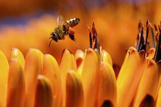 Bee Rival! | Website | Facebook | Twitter Camera: Nikon D200… | Flickr