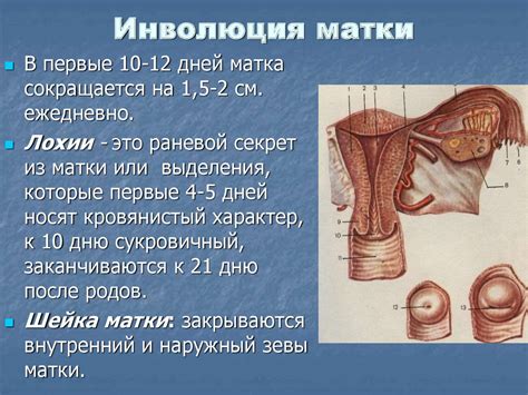 Физиология послеродового периода: течение и ведение - презентация онлайн