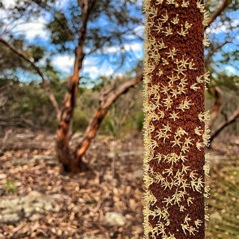 grass tree xanthorrhoea 1
