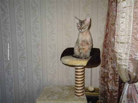 Вреден ли наполитель для кошачьего туалета для здоровья кошек?