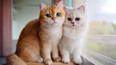 Voici les races de chats les plus belles au monde et c'est la science ...