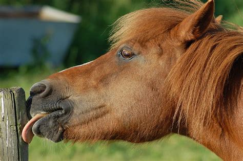 royalty  photo brown horse pickpik