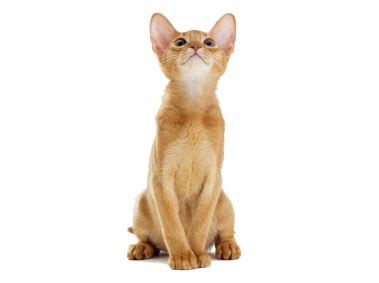 Kitten PNG Transparent Image - Freepngdesign.com