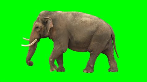 Zoo Footage | Stock Clips
