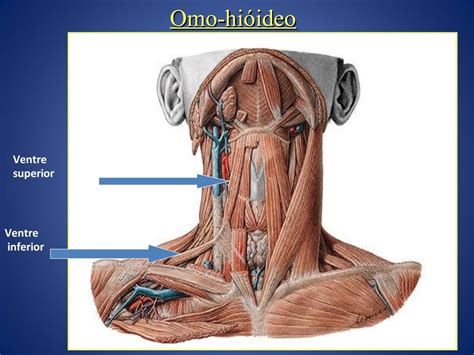 Glândula No Pescoço Abaixo Do Pomo De Adão - Anatomia Do Pescoço Glândulas - NAZAEDU