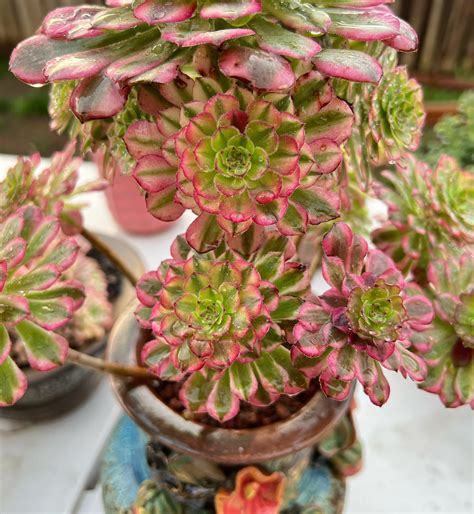 succulent.care - succulent.care added a new photo.