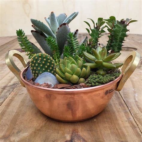 🌿🌵 – Atlantis
