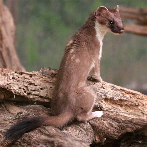 Stoat