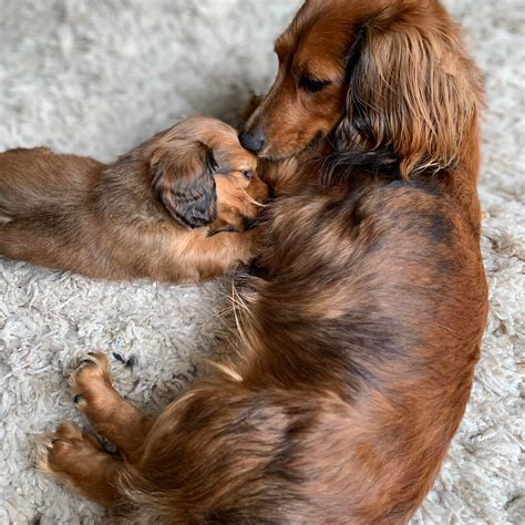 Sugar Creek Mini Doxies | New Palestine IN