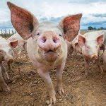 Funny pig Meme Generator - Imgflip