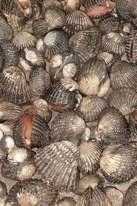 Blood Clam - Wholesale Price & Mandi Rate for Blood Clam
