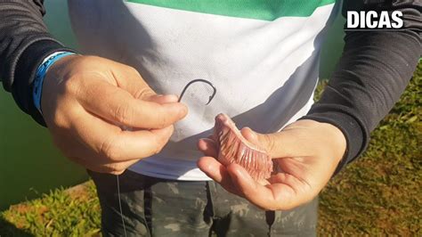 Qual A Melhor Isca Para Pegar Tilápia - COMO ISCAR A GUELRA DE TILÁPIA - EXCELENTE ISCA PARA AS PIRARARAS E ...