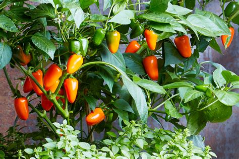 12 Tips for Growing Peppers Indoors Year-Round