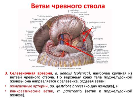 Анатомия грудной и брюшной аорты - презентация онлайн