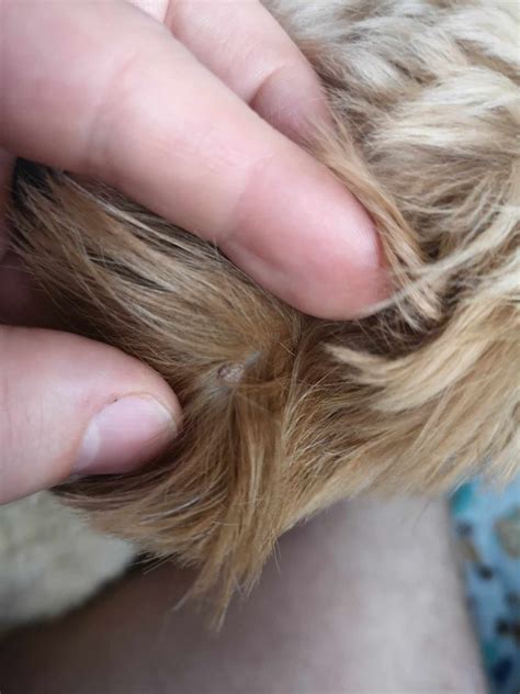 Weird Bump on Ear : r/Goldendoodles