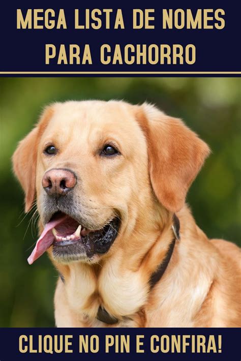Nomes Para Botar Em Cachorro - Nomes para cachorro | Raça de cachorro, Dicas para treinamento de ...