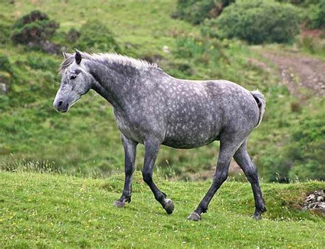 Connemara Pony Info, Origin, History, Pictures.